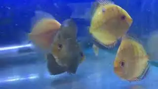 £20 each . @ Cheshire oaks Discus fish sales 