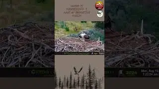 Osprey LIVE  Where is Everybirdy I Want My Breakfish! 19 08 24