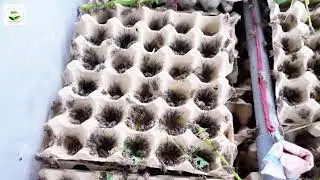 Choosing the Right Cricket Cage for Breeding! #cricket #cricketfarm #insects #farmer #insectfarm
