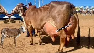 World Highest Milking Gyr Cows Breed now in Pakistan