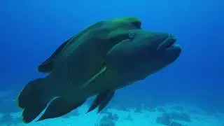 Napoleon Wrasse Encounter | Red Sea Scuba Diving