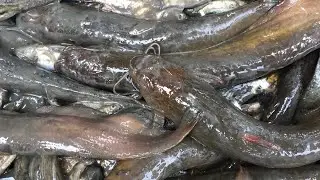 Best Hand Fishing | Find Catfish in Secret Hole | Unique Catching Catfish by Hand