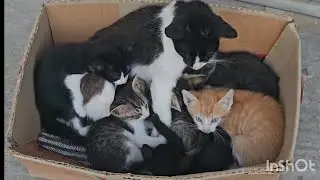 ما أجمل القطة وصغارها🥰