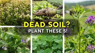 Top 5 Plants To Revive Dead Soil - 2025 Guide