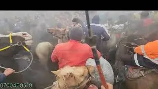 Ноокен Ынтымак улагы 31 январь  1 болук 