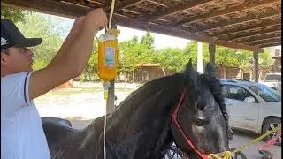 PREPARANDO ALIMENTO para MI YEGUA GESTANTE 🐴👌🏻Suero al Frisón | Miguelig 👏🏻