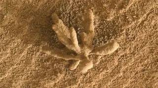 Did NASA&rsquo;s Mars Curiosity Rover Spot a Martian Flower?