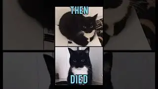 Famous Cats meme(Then vs Now) #meme #memes #nostalgia #catmemes