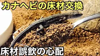 カナヘビ達の床材交換【爬虫類】カナヘビの多頭飼育