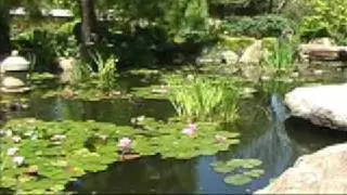 Lotus Pond: Meditation to Quieten the Mind