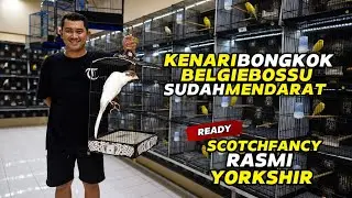 Review KENARI IMPORT‼️BELGIE BOSSU sudah mendarat, SCOTCH FANCY, RASMI dan YORKSHIR ready...