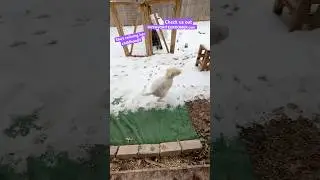 Does she love snow or what!?!? #doodle #fromseattle