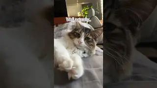 ✨Be PAWSITIVE✨ #funnycats #catvideos #catshorts #catlover #kitten