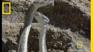 Любовь гремучей змеи | National Geographic