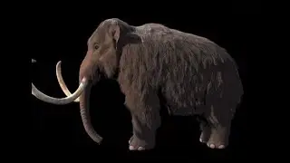 mamma mia