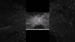 hidden camera in jungle