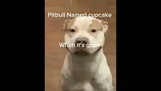 Average pitbull Named Cupcake #Cupcake #pitbull