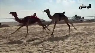 انطلاق مهرجان الهجن بشمال سيناء بمشاركة عربية واسعة