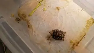 What it costs for a leopard tortoise setup