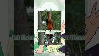 i love red pandas!