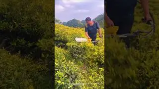 Tea tree pruning &ndash; good tools and machinery make the work more efficient