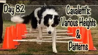 Day 82: Cavaletti's - Patterns - Canine Conditioning & Physical Therapy
