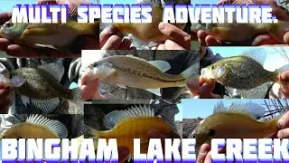 Multi species adventure. Bingham lake creek.