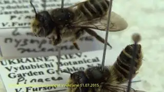 Great Pollinators & Collection of Wild Leaf-Cutting Bees, Apoidea, Megachilidae.