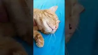 Cat joy❤️