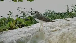 Green Sandpiper | Tringa ochropus | Ruff?