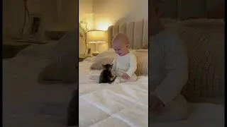 Baby Laughs Hysterically at Tiny Kitten's Playful 