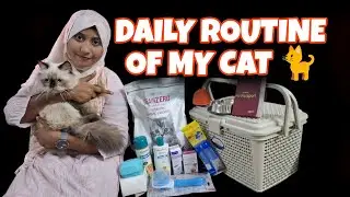 My Himalayan cat 🥳Important Tips for cats 🤩 Daily Routine# SayedAnshafareeha 786 # Souravjoshi volgs
