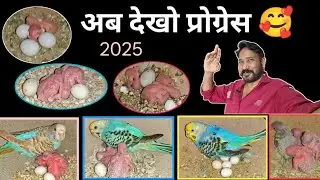 Now see the breeding progress of budgerigar birds 🥰 | budgies parrot breeding result 2025