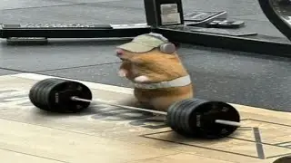 Top 5 Hamster