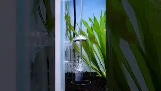 Incredible trick oxygen Filter for aquarium #trending #aquarium #fishtanksetup #fish #diy #shortfeed