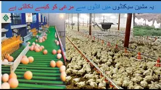 Poultry Farm Advance Technology Machine l  Incredible chicken farming technology l ashfaq online