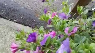 Una Farfalla.... Macroglossum stellatarum o Sfinge colibr&igrave;
