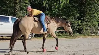 Lou. Bareback. Bridleless. Backwards. Jumping. Fox hunting.  Shooting.  Trails Traffic Train.  