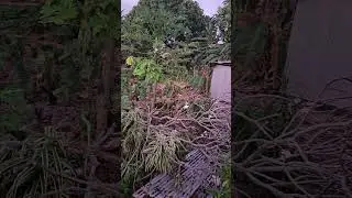 FITIUTA MANU'A ( FILIUPU FALE TALIMALO)