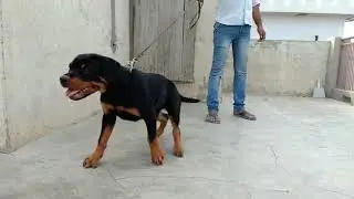 Naveen Land Kennel Contact Rottweiler And Gsd Kennal Contact information 8630543423, 8126509930