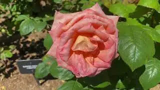 Some Puget Sound Summer Gardens - Washington State - 4k