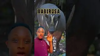 Babirusa, the Pig with Angry Issues #animalfacts #wildlifeadventurefiles #babirusa