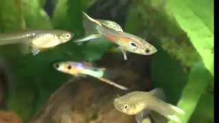 Guppy_MaleGonopodiumThrust