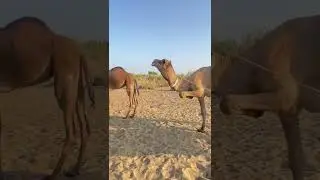 Camel 🤣 bull 🤣 amazing styles 😂