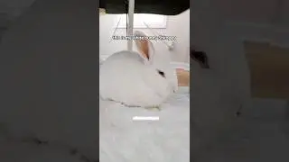 please meet my white bunny Shiroppy, his name means something cute & white! #bunny #pet #rabbit