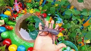 Great Catch Strange Ornamental Fish in Tiny Pond, Turtles, Shrimp, Insects, Sailfish, Grass Guppies