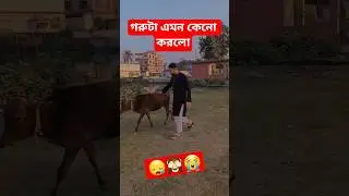Amar Gorur Garite Short Video | আমার গরুর গাড়ীতে |#shorts #vairalvideo #reels #love #song #foryou 🐄😍
