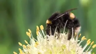 Alan Watts - Interdependent origination