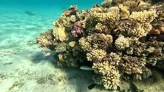 Snorkeling la Al Kasr Sahl Hasheesh Resort