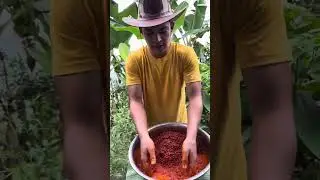 ￼ Hoy les enseño a sacar el extracto de Achote o Urucú oOnoto como le digan en su país.